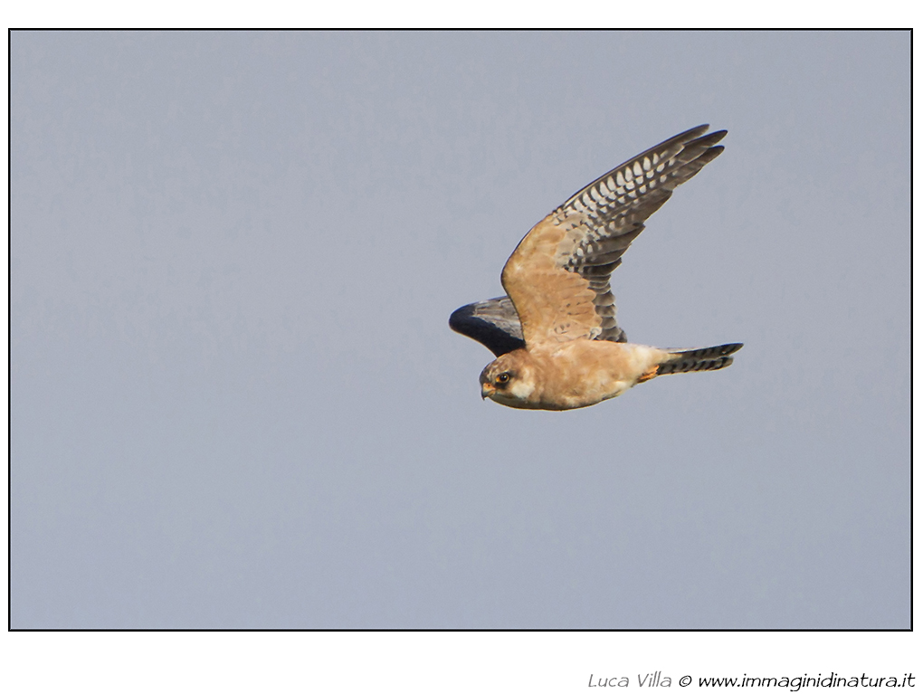 Falco cuculo - Falco vespertinus